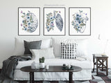 Anatomy wall art prints Set